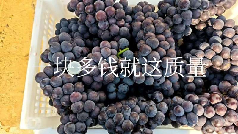 京亚葡萄