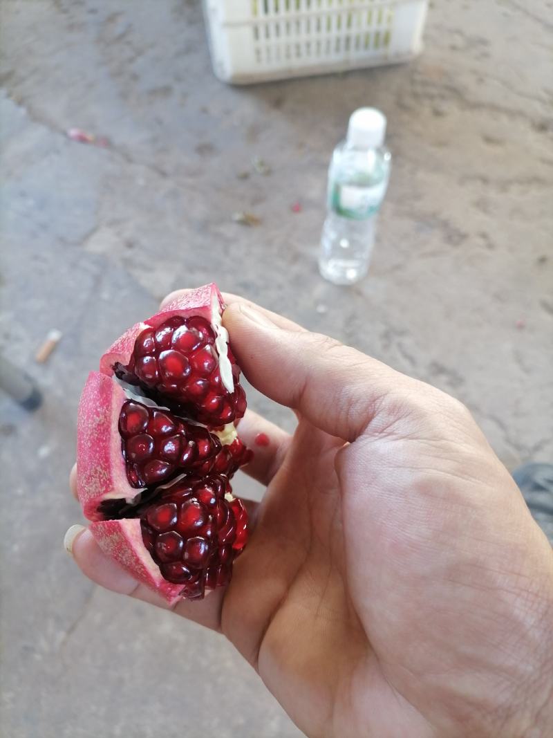 云南大理石榴（天使红）