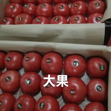 精品硬粉大中小都有货货源充足质量好量大价格可谈