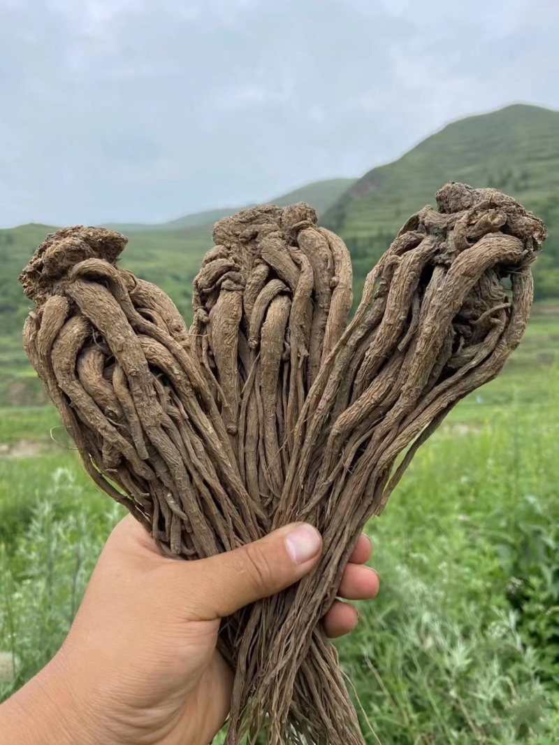包邮甘肃特级全当归头片泡水煲汤非野生岷县新货散装量大优惠