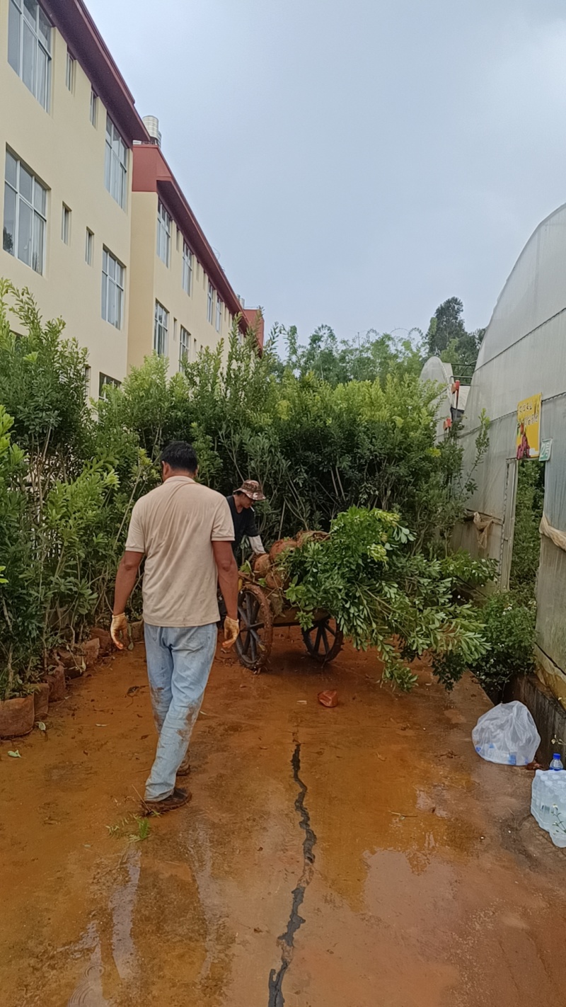 地径3公分以上结果杨梅苗