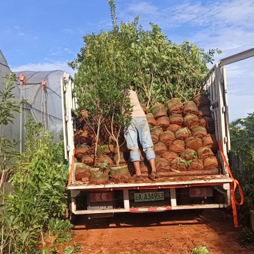 地径3公分以上结果杨梅苗