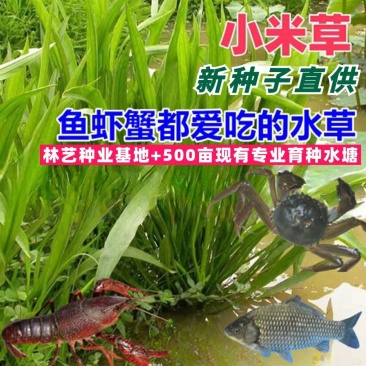 小米草种子养殖水草鱼虾蟹雀叶稗湖南稷子牧草种子水草喂鱼