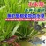 小米草种子养殖水草鱼虾蟹雀叶稗湖南稷子牧草种子水草喂鱼