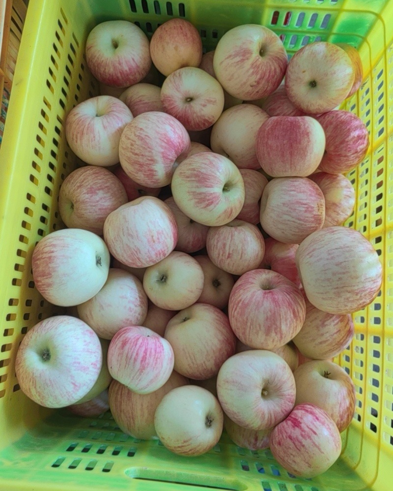 《秦阳苹果》陕西苹果/礼泉苹果/大量供应/产地代发全国