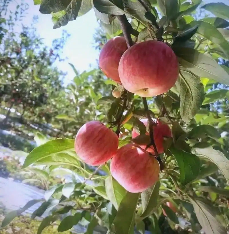 《秦阳苹果》陕西苹果/礼泉苹果/大量供应/产地代发全国