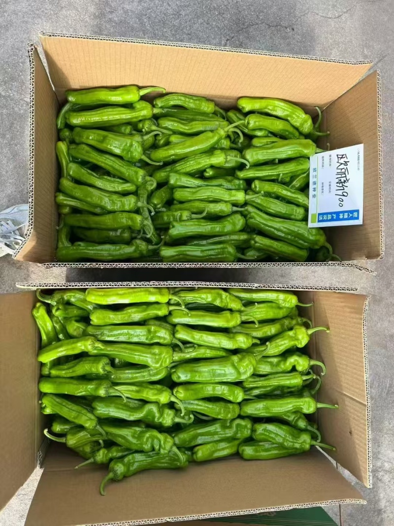 欧兰德欧丽900大果薄皮辣椒种籽高产抗病春秋播长灯笼泡椒
