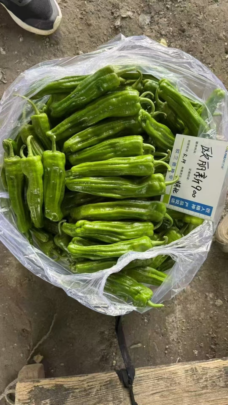 欧兰德欧丽900大果薄皮辣椒种籽高产抗病春秋播长灯笼泡椒