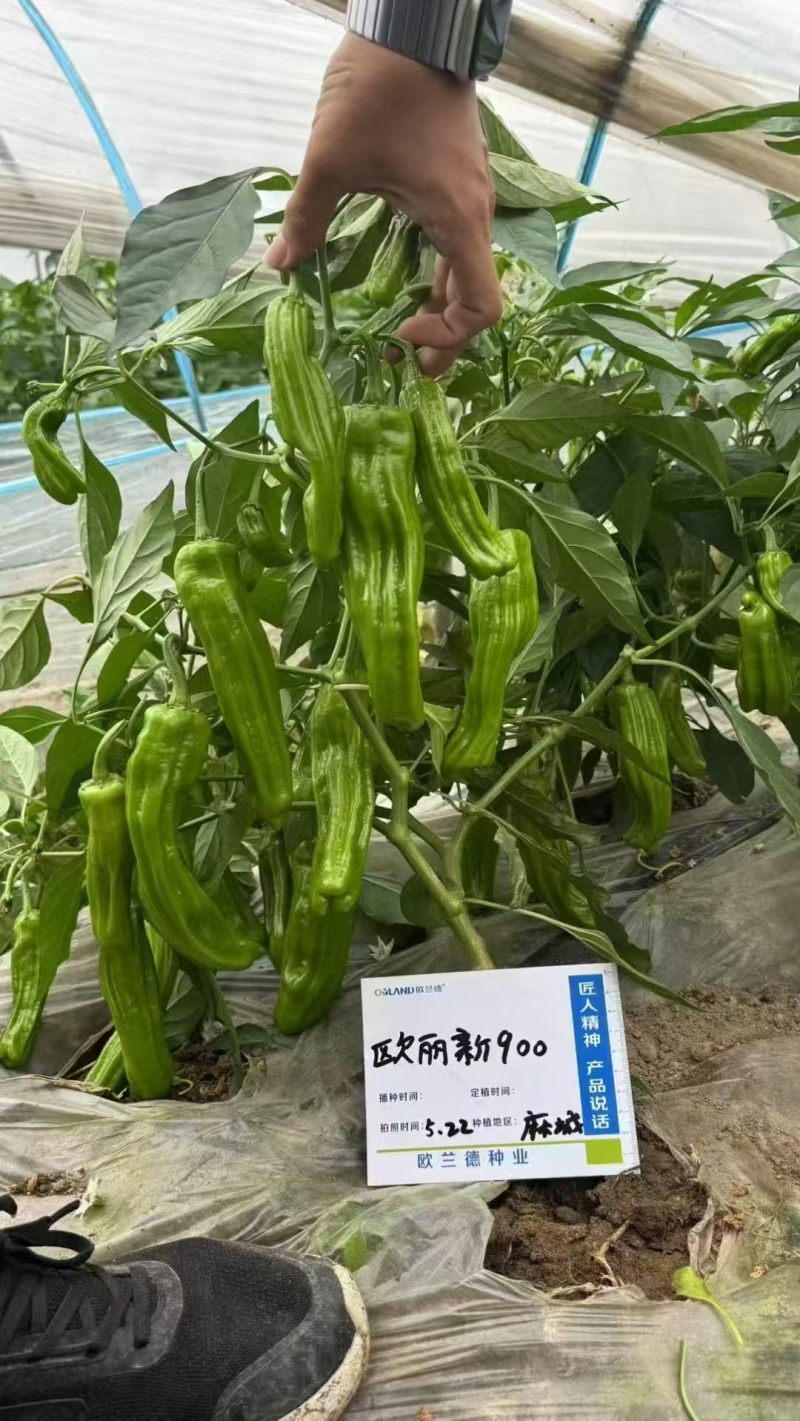 欧兰德欧丽900大果薄皮辣椒种籽高产抗病春秋播长灯笼泡椒