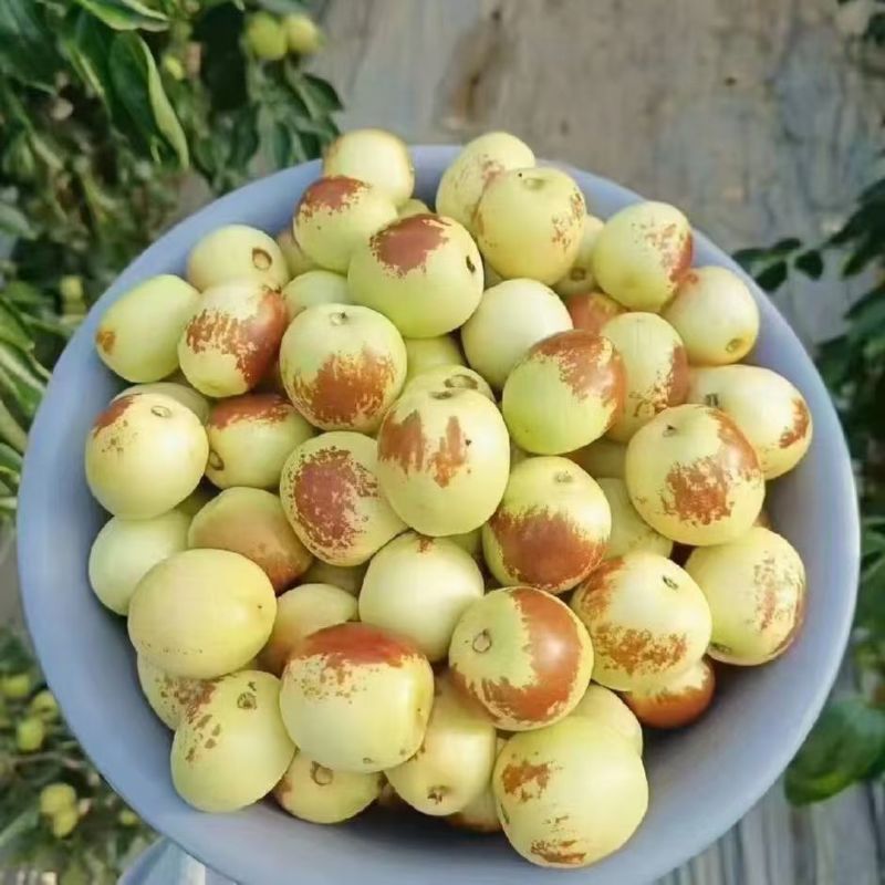 优质冬枣