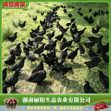 厂家直销正宗五黑鸡脱温苗绿壳蛋鸡青年鸡黑乌鸡架子鸡半斤