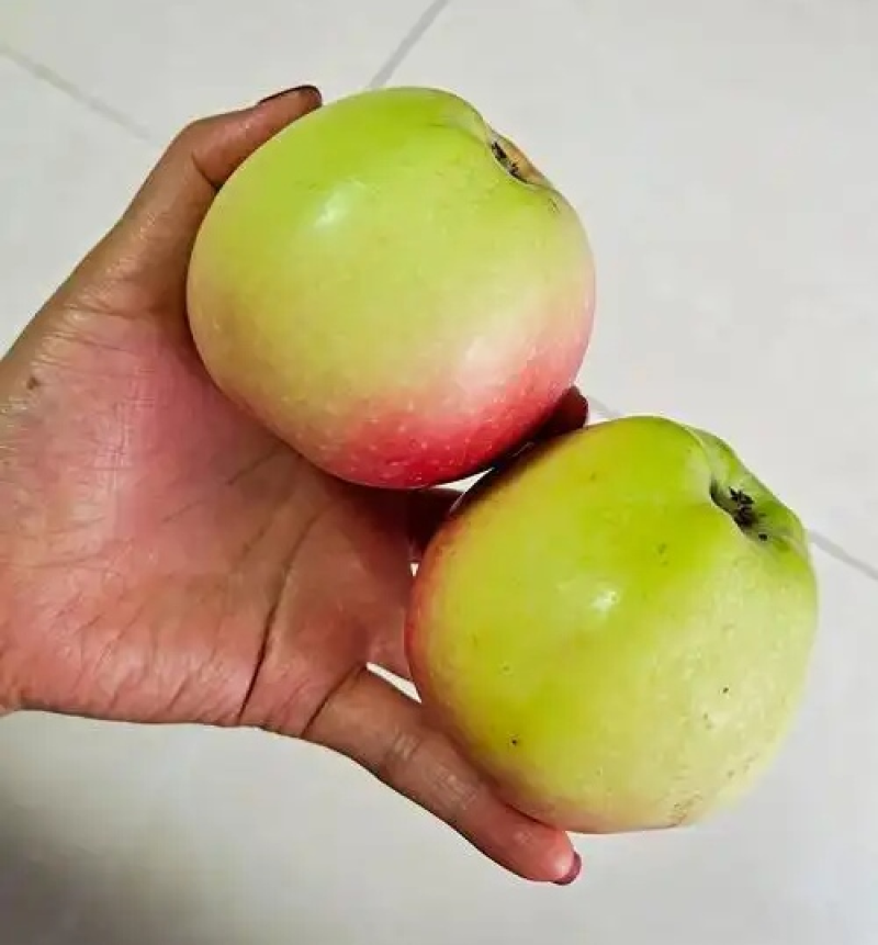 《红嘎啦苹果》陕西苹果/礼泉苹果/大量供应/产地代发全国