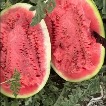 正宗宁夏硒砂瓜甜度高西瓜诚信经营