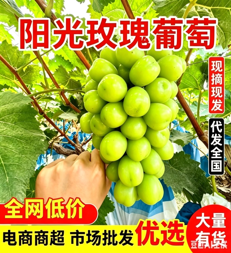 『阳光玫瑰葡萄』大颗粒糖分足串行紧实/货量大承接电商批发