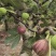 四川成都无花果