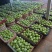 青苹果