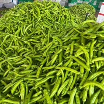 精品尖椒量大价格可谈有高次椒子头毛毛钱发货需要的联系