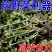 手持松土除草两齿神器铲子园艺种菜养花施肥工具松土二齿松土