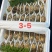 云南新鲜松茸大量上市产地直发每天现货一件代发