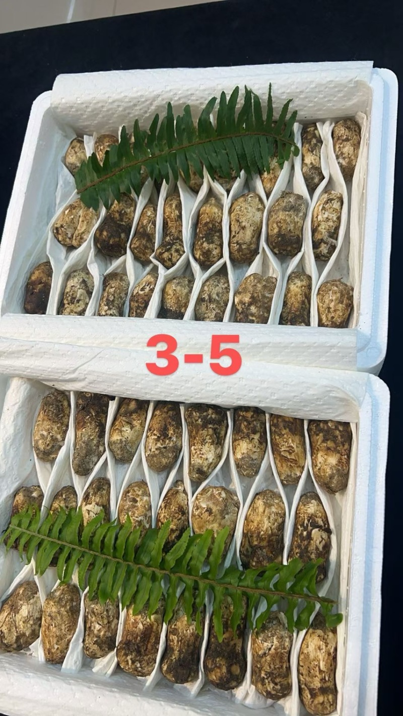 云南新鲜松茸大量上市产地直发每天现货一件代发