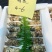 云南新鲜松茸大量上市产地直发每天现货一件代发