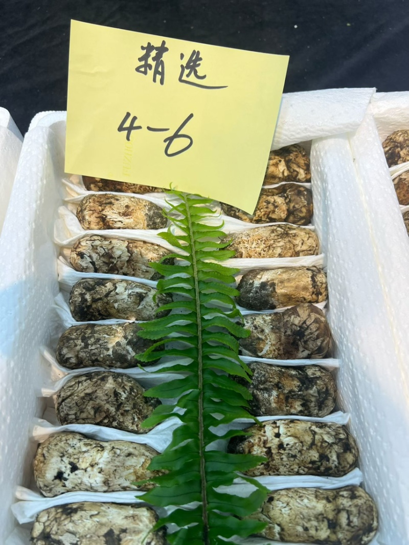 云南新鲜松茸大量上市产地直发每天现货一件代发