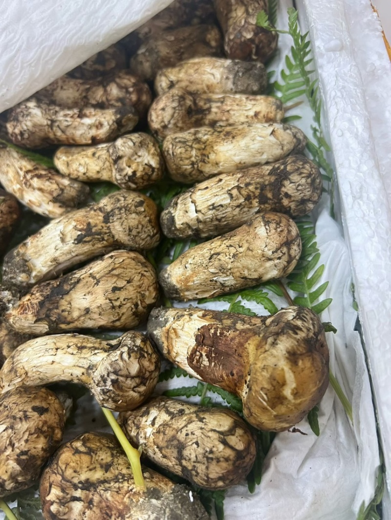 云南新鲜松茸大量上市产地直发每天现货一件代发