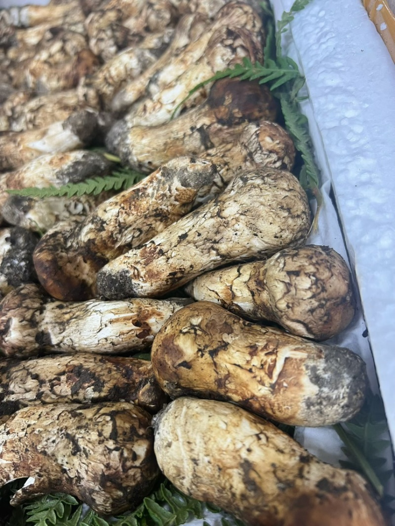云南新鲜松茸大量上市产地直发每天现货一件代发