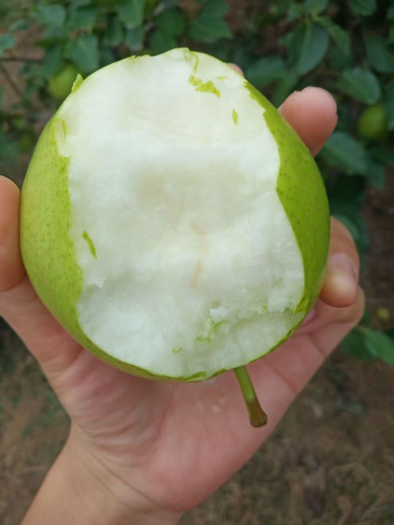 早酥梨，口感甜脆