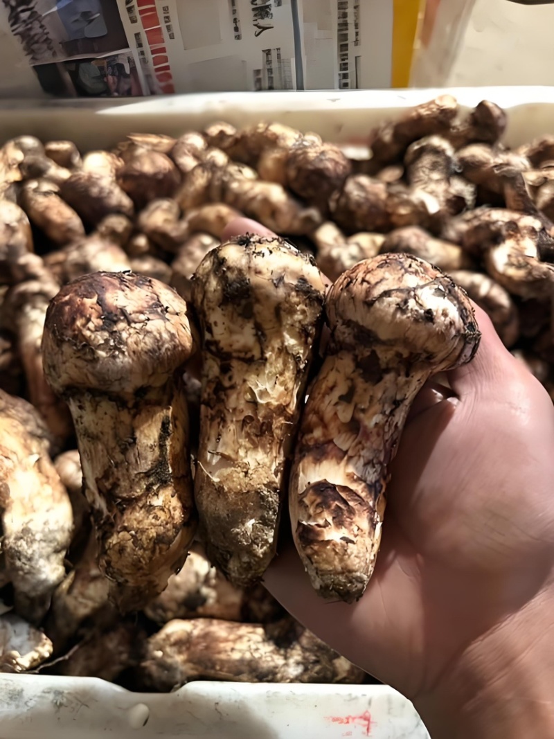 云南精品松茸干片大量上市货源充足产地直发一件代发
