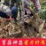 新款剪蒜头农用工具小铡刀剪切大蒜神器专用铡刀大蒜切头闸刀