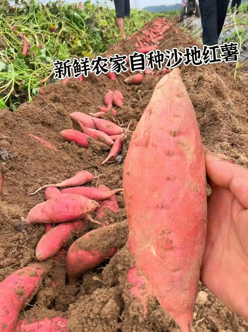 邢台广宗烟薯25