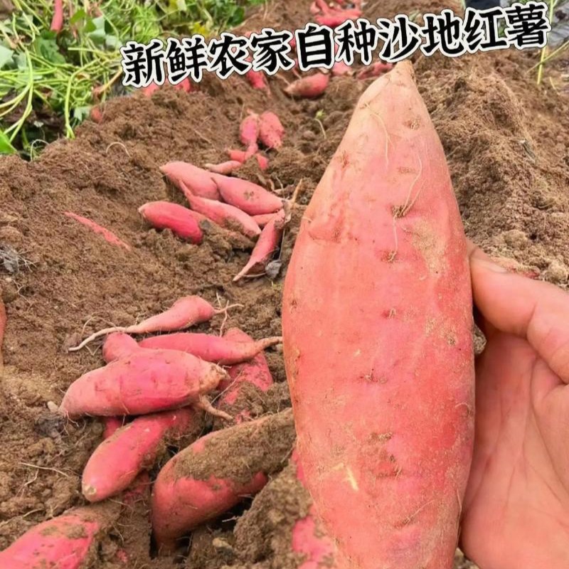 邢台广宗烟薯25
