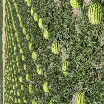 甘肃硒砂瓜品质保障量大优惠对接全国批发可视频看货