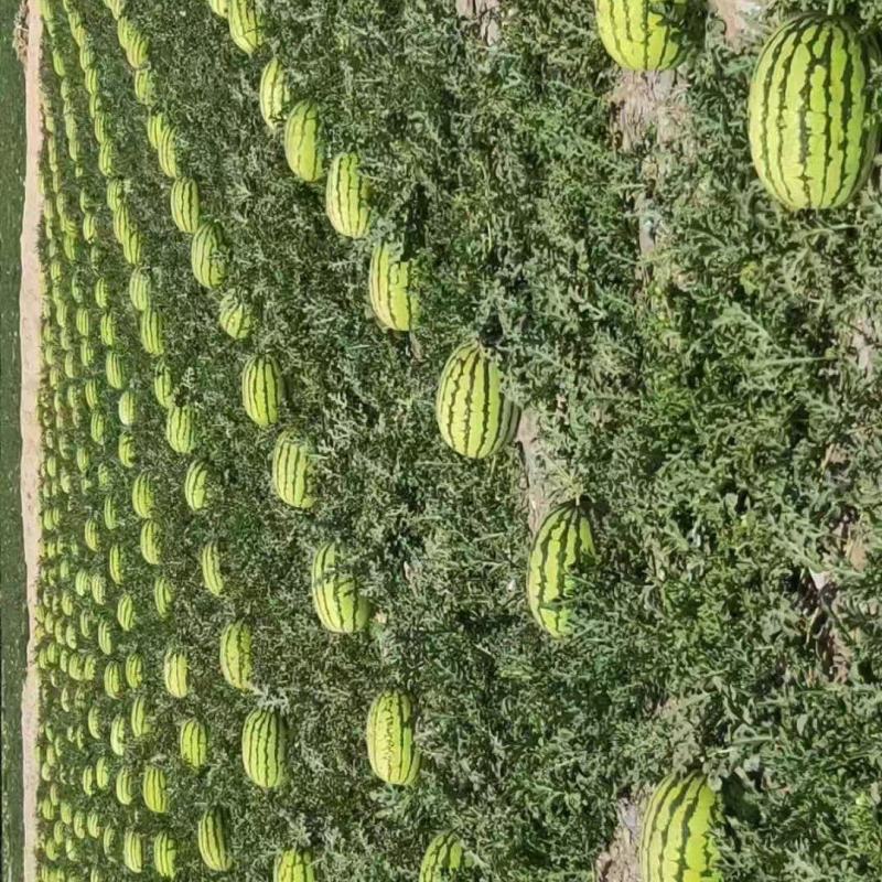 甘肃硒砂瓜品质保障量大优惠对接全国批发可视频看货