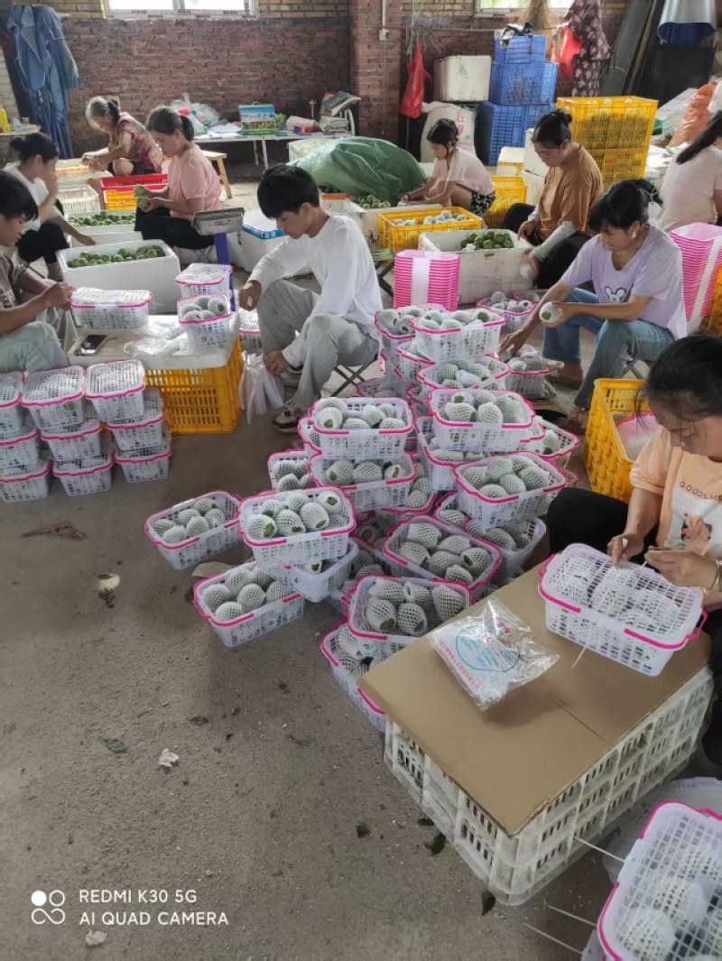 广东一件代发含箱10斤净重9斤，省外快递另算