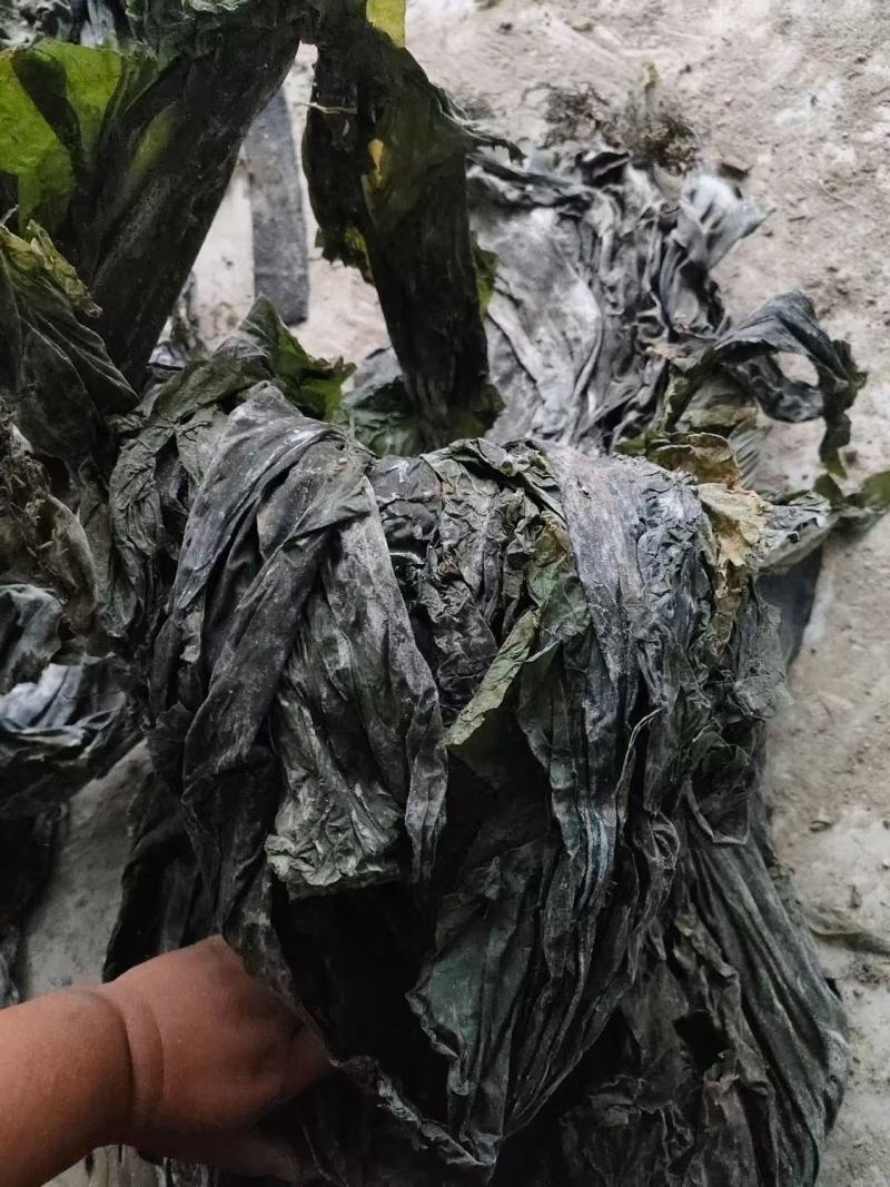 日晒整条散菜，万吨冷库现货，通货整车1000吨起批
