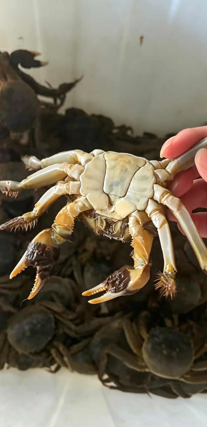 六月黄发货