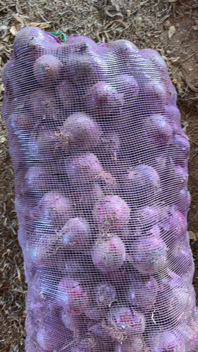 洋葱头黄皮紫皮大量供应，货源充足！价格实惠，产地大量供货