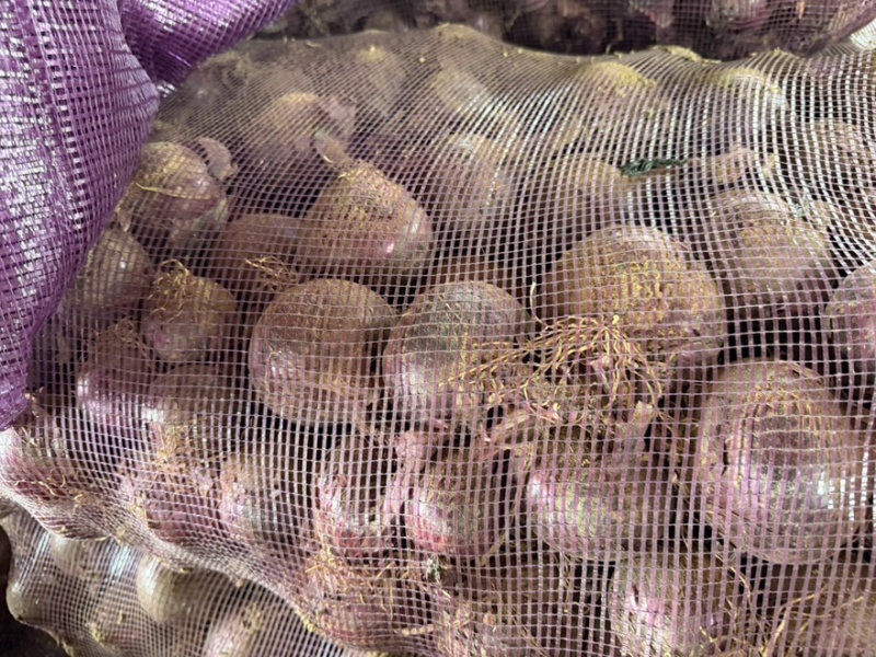 洋葱头黄皮紫皮大量供应，货源充足！价格实惠，产地大量供货