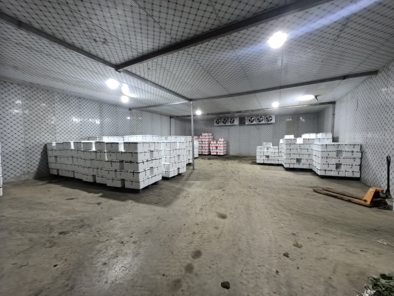青海西宁湟茼蒿大量上市，对接市场档口，电商商超，量大低价