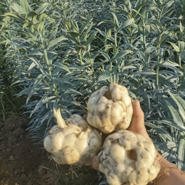 新鲜百合粉粉糯糯的不苦