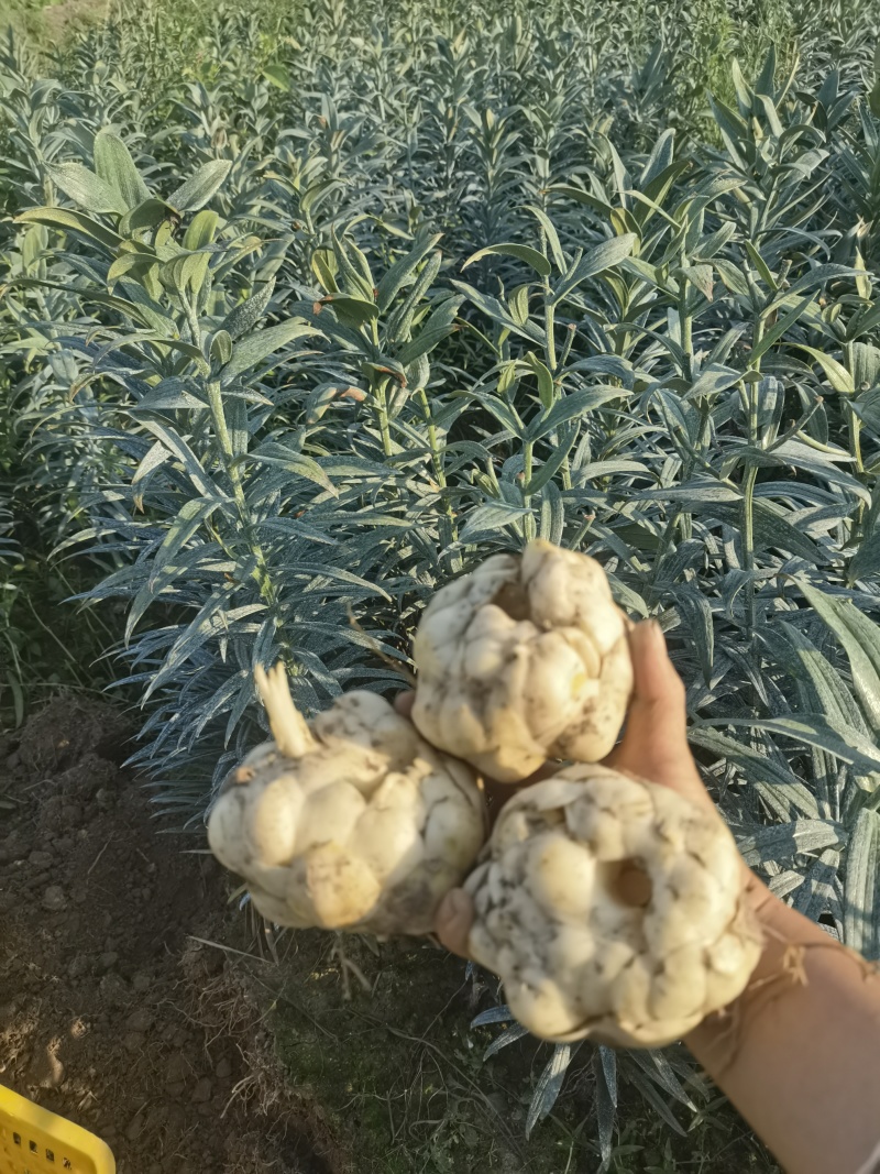 新鲜百合粉粉糯糯的不苦