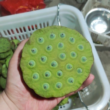 莲蓬
