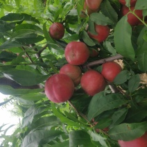 中油20号珍珠枣油桃油桃
