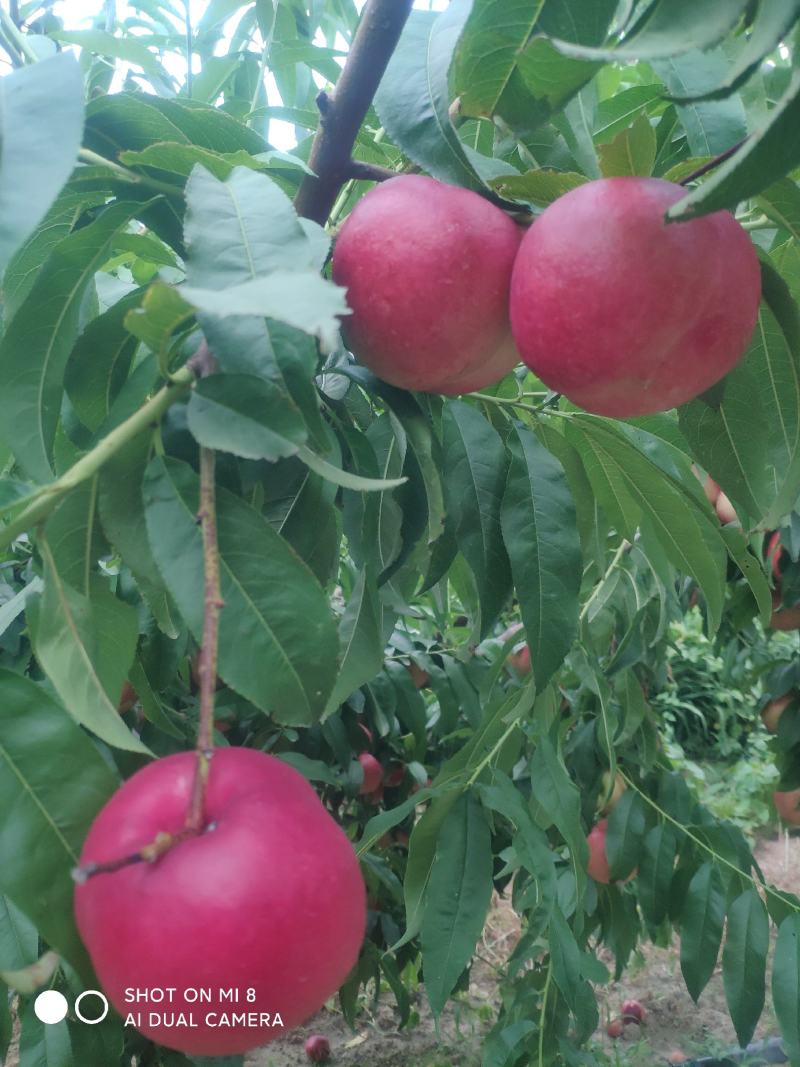 中油20号珍珠枣油桃油桃