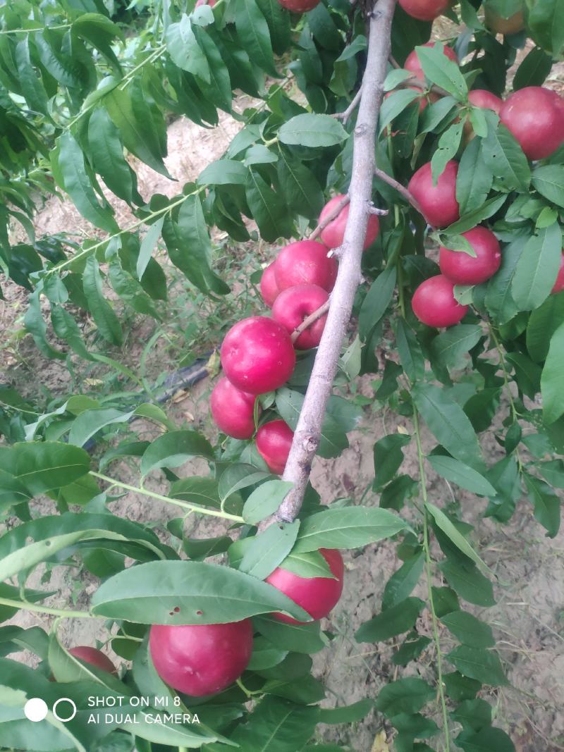 中油20号珍珠枣油桃油桃