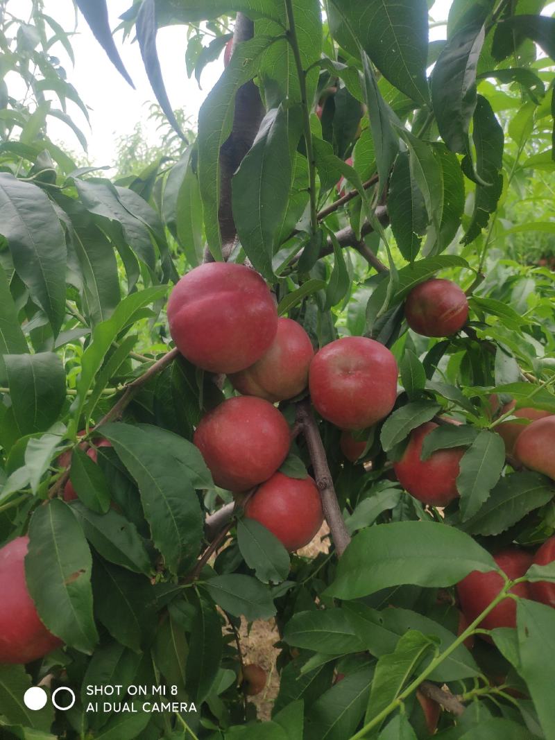 中油20号珍珠枣油桃油桃