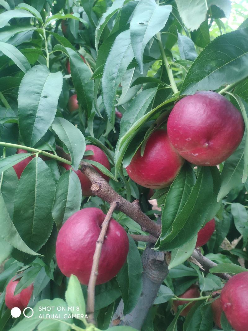 中油20号珍珠枣油桃油桃