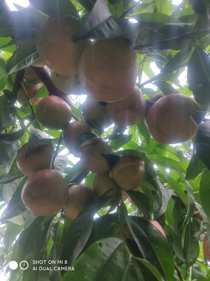 中油20号珍珠枣油桃油桃